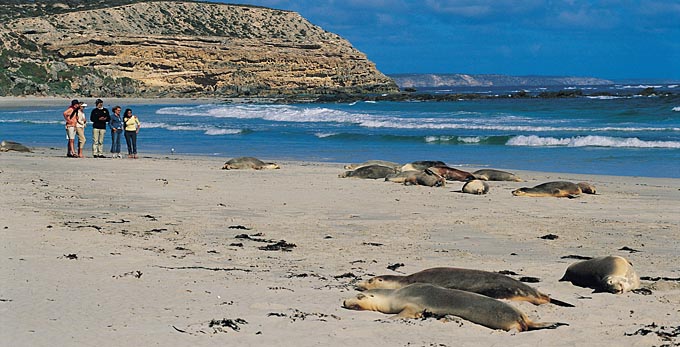 Seal Bay, Kangaroo Island