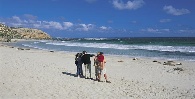 Seal Bay, Kangaroo Island - beach coastal islands marine life other animals