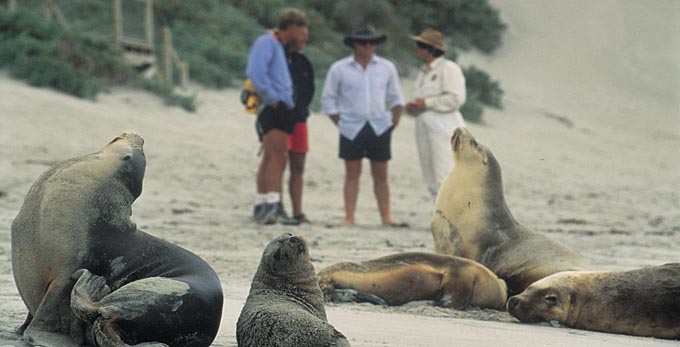 Seal Bay, Kangaroo Island