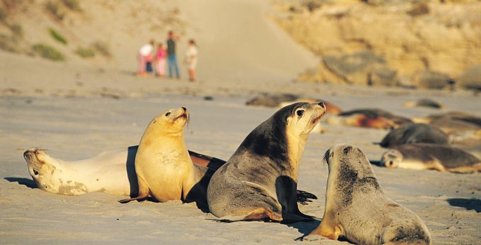 Seal Bay, Kangaroo Island