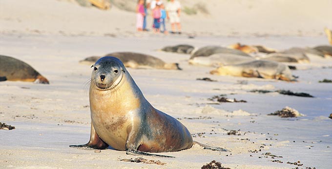 Seal Bay, Kangaroo Island