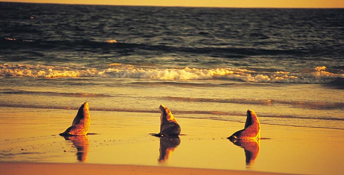 Seal Bay, Kangaroo Island - beach coastal islands marine life other animals