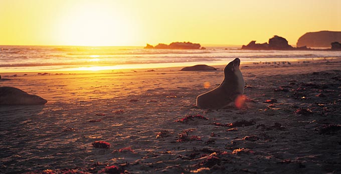 Seal Bay, Kangaroo Island - sunrise/sunset beach coastal islands marine life other animals