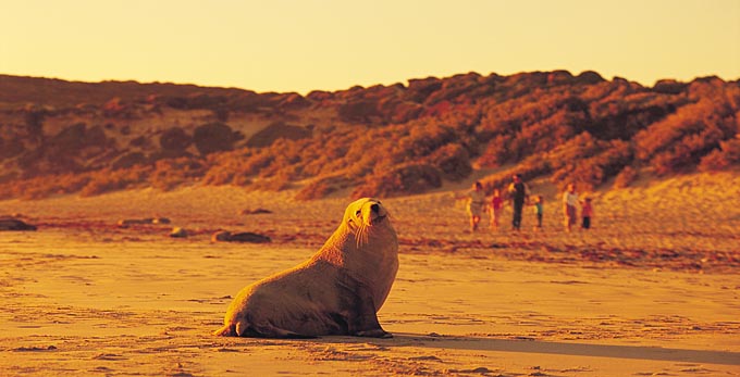 Seal Bay, Kangaroo Island