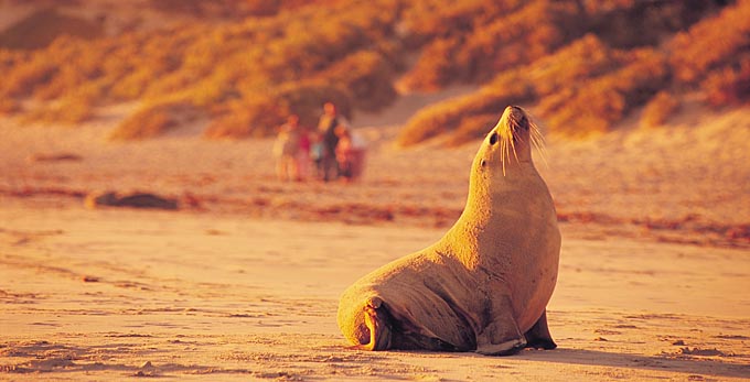 Seal Bay, Kangaroo Island - beach coastal islands marine life other animals
