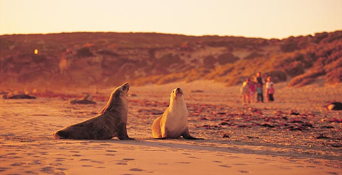 Seal Bay, Kangaroo Island