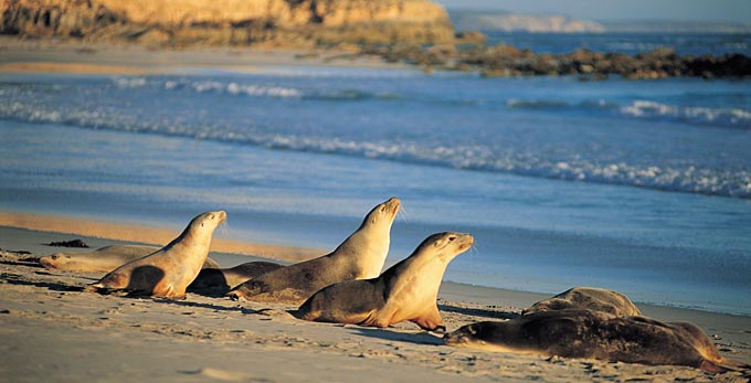 Seal Bay, Kangaroo Island