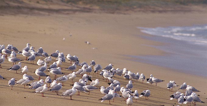 Limestone Coast