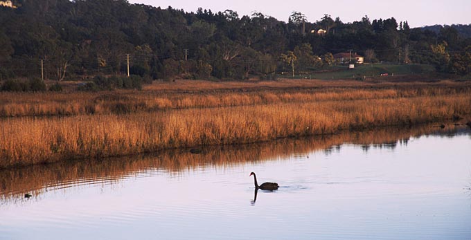 Tamar Island, Northern Tasmania