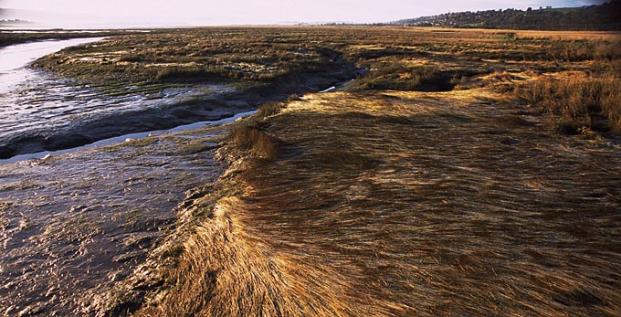 Tamar Island, Northern Tasmania