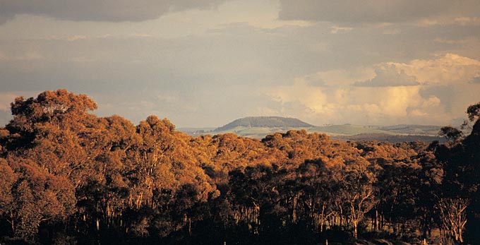 Daylesford - landscape forest