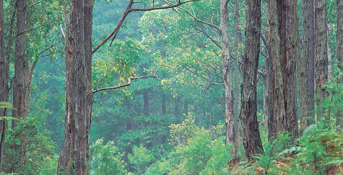 Tarra Bulga National Park - rainforest