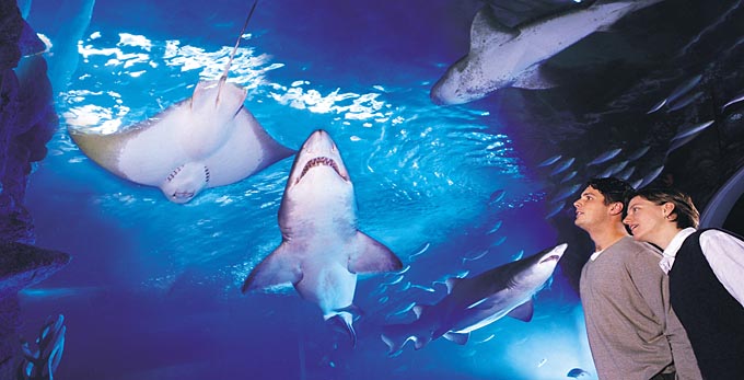 Melbourne Aquarium, Melbourne - marine life zoos