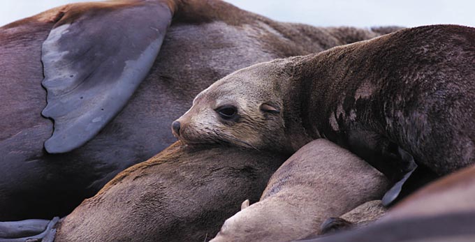 external image Portsea_30444M.jpg