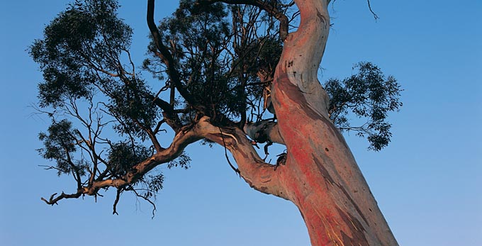 Bogong High Plains, Victoria's High Country - high country