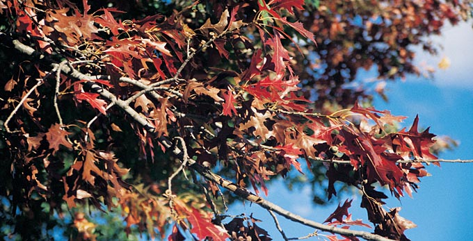 Bright, Victoria's High Country - autumn