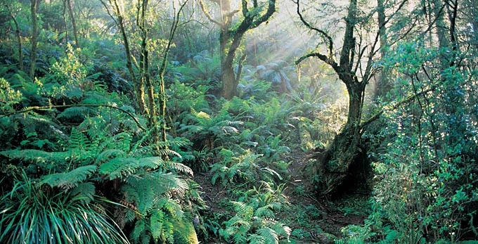 Dandenong Ranges National Park, Yarra Valley and The Dandenong Ranges - landscape forest rainforest