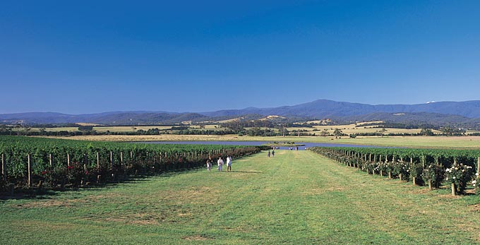 Yarra Glen - landscape wineries
