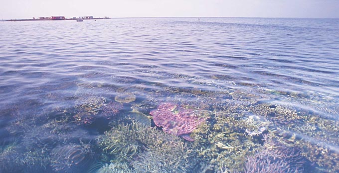 Abrolhos Islands, Australia's Coral Coast - reef