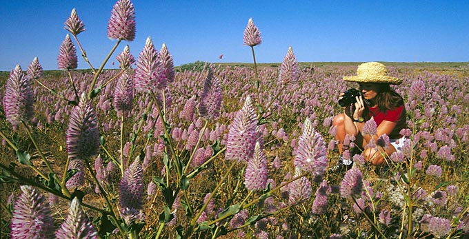 Exmouth, Australia's Coral Coast - flowers