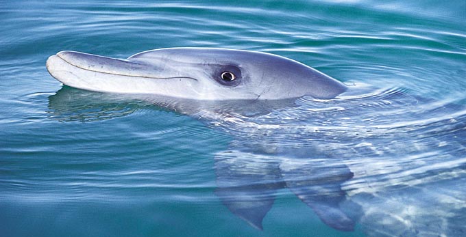 Monkey Mia, Australia's Coral Coast - marine life