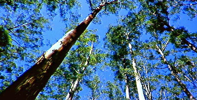 Pemberton, Australias South West