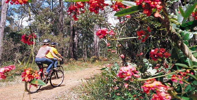Experience Perth - forest cycling