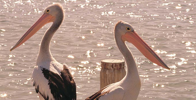 Mandurah, Experience Perth - bay/harbour coastal bird life