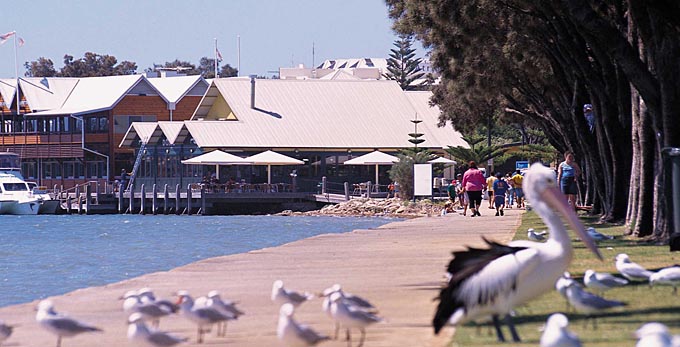 Mandurah, Experience Perth - bay/harbour coastal bird life