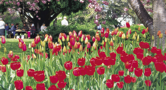 Bowral, Capital Country - gardens