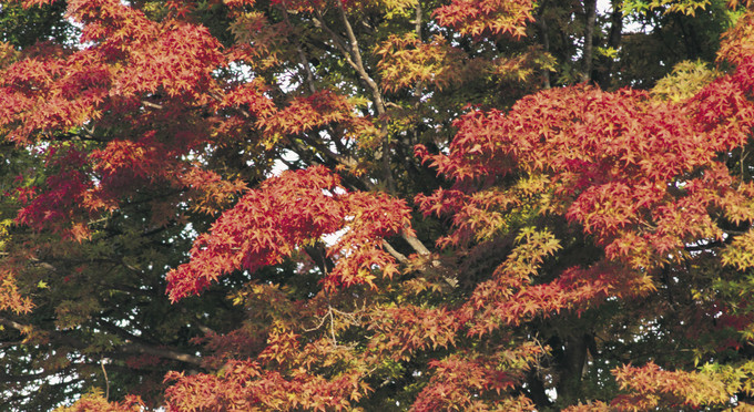 Moss Vale, Capital Country - autumn parks