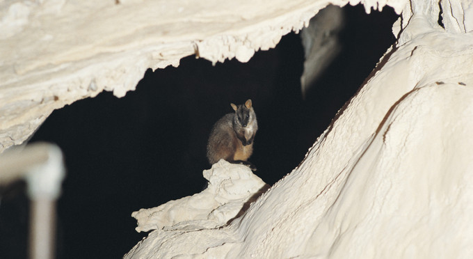 Wombeyan Caves, Capital Country - 