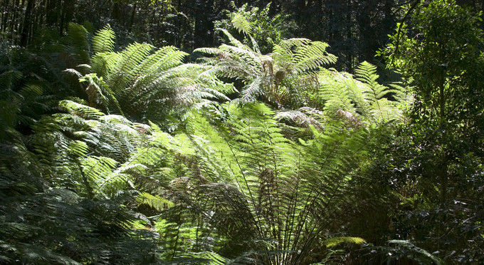 Barrington Tops National Park, Hunter - rainforest