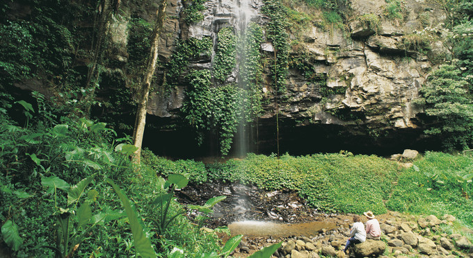 Dorrigo National Park, North Coast NSW - waterfall rainforest bushwalking