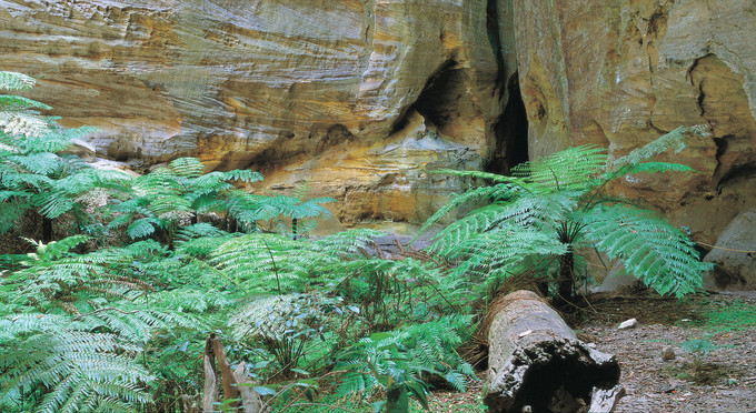 Carnarvon Gorge, Capricorn - gorge rainforest