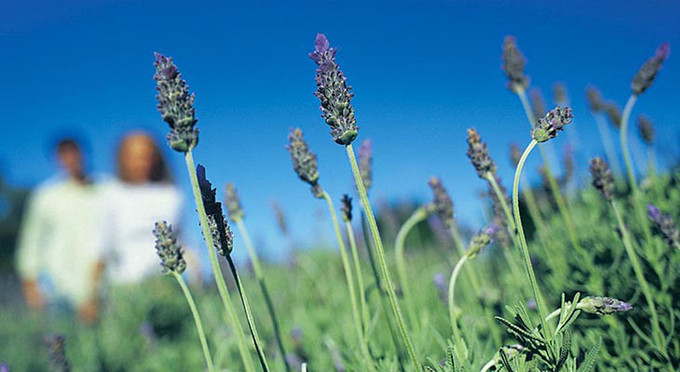 Kingaroy, Fraser Coast South Burnett - flowers