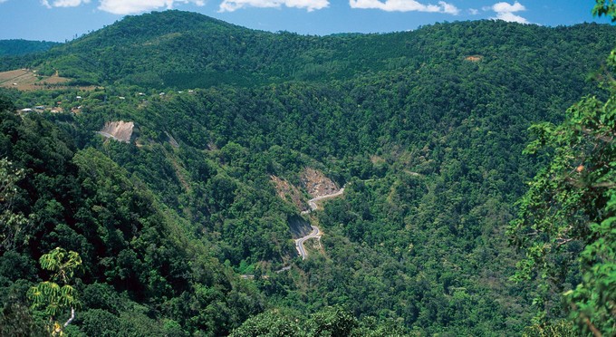 Eungella National Park, Mackay - landscape forest rainforest