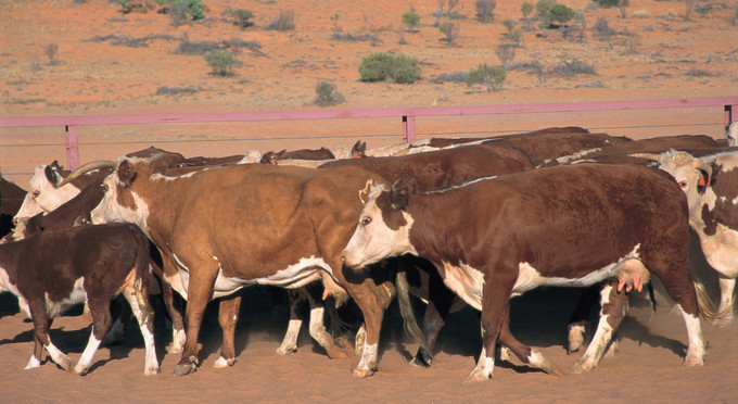 Birdsville, Outback Queensland - outback rural other animals
