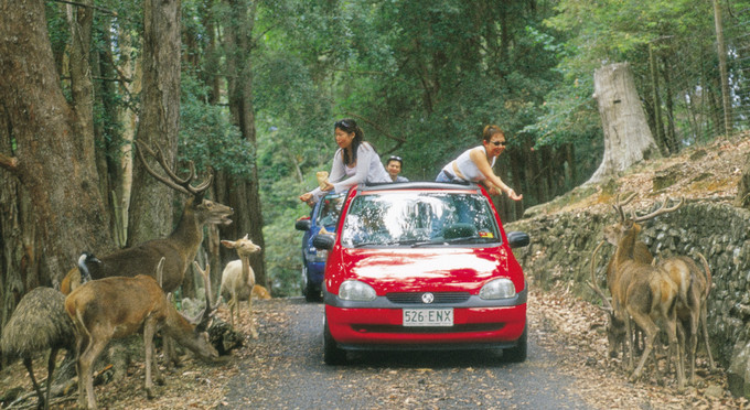 Forest Glen, Sunshine Coast - vehicle touring australian native zoos other animals
