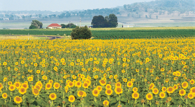 Cambooya, Toowoomba and Golden West - landscape rural flowers