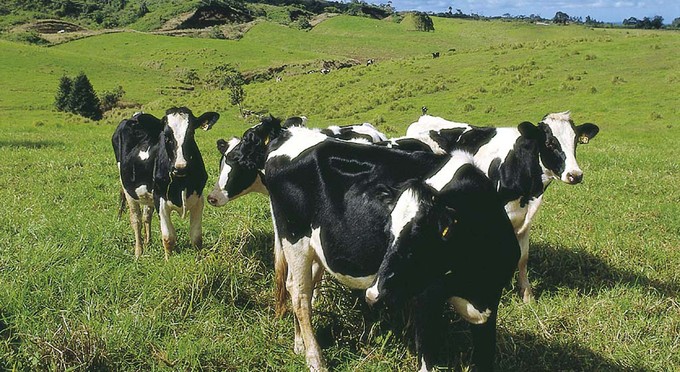 Malanda, Tropical North Queensland - rural
