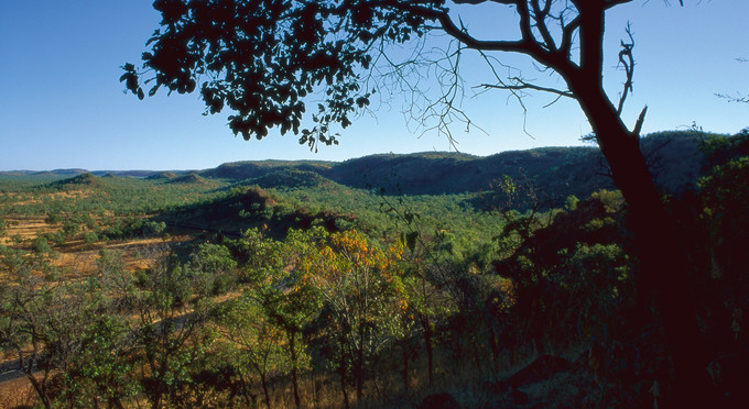 Normanton, Tropical North Queensland - forest