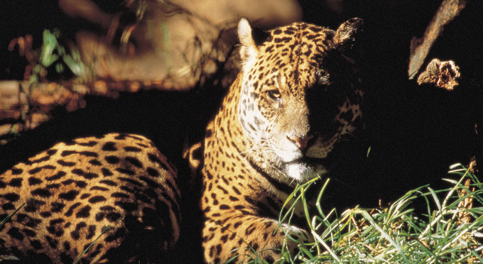 Adelaide Zoo, Adelaide - zoos other animals