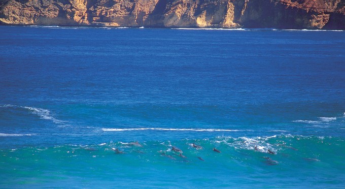 Eyre Peninsula - bay/harbour coastal rocky coastline marine life