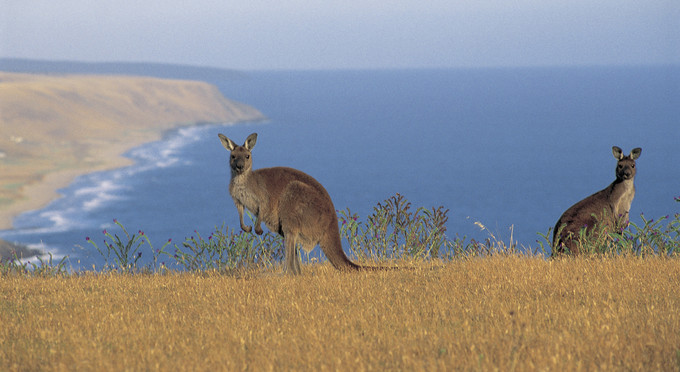 Fleurieu Peninsula - coastal australian native icon unique