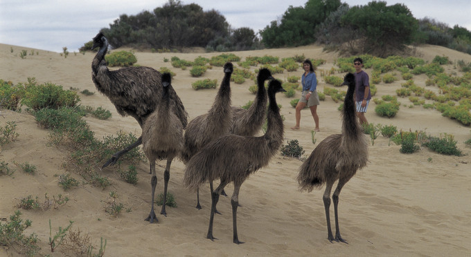Innes National Park, Yorke Peninsula - australian native bird life