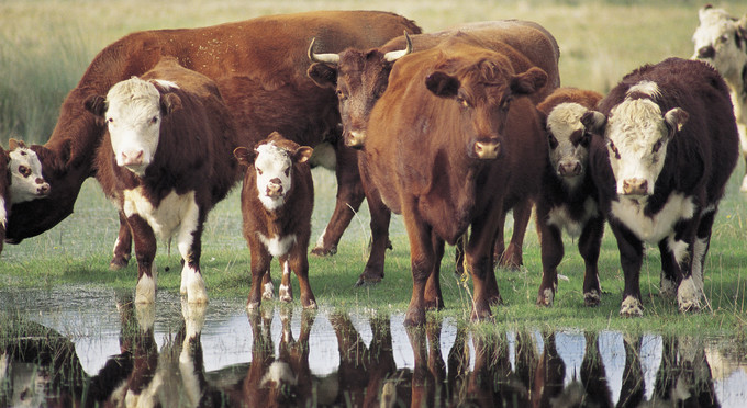 Port Vincent, Yorke Peninsula - rural other animals