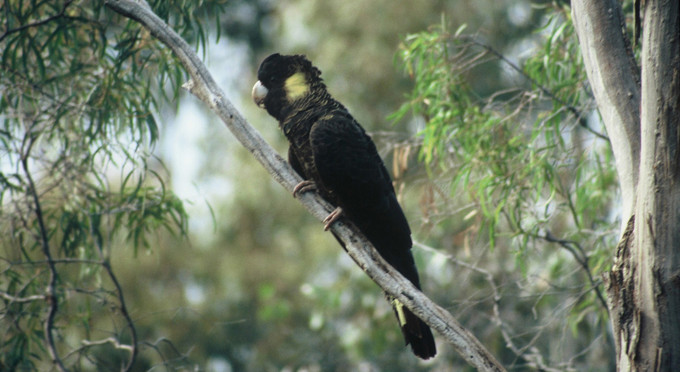 Inverawe Native Gardens, Tasmanias South - australian native bird life