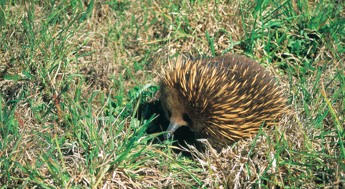 Mt Field National Park, Tasmanias South -