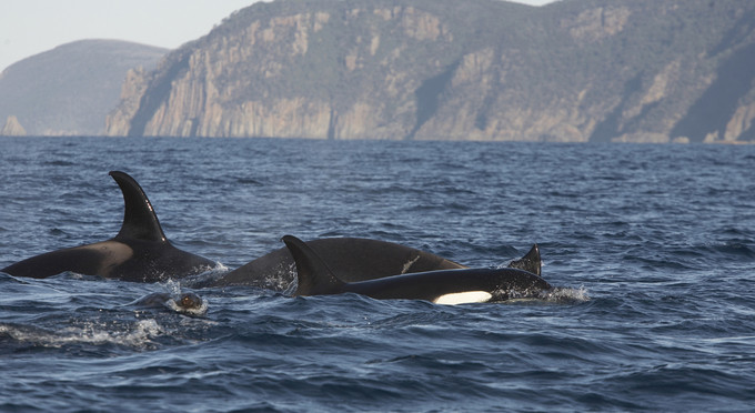 Tasman Peninsula, Tasmanias South - coastal rocky coastline marine life whales